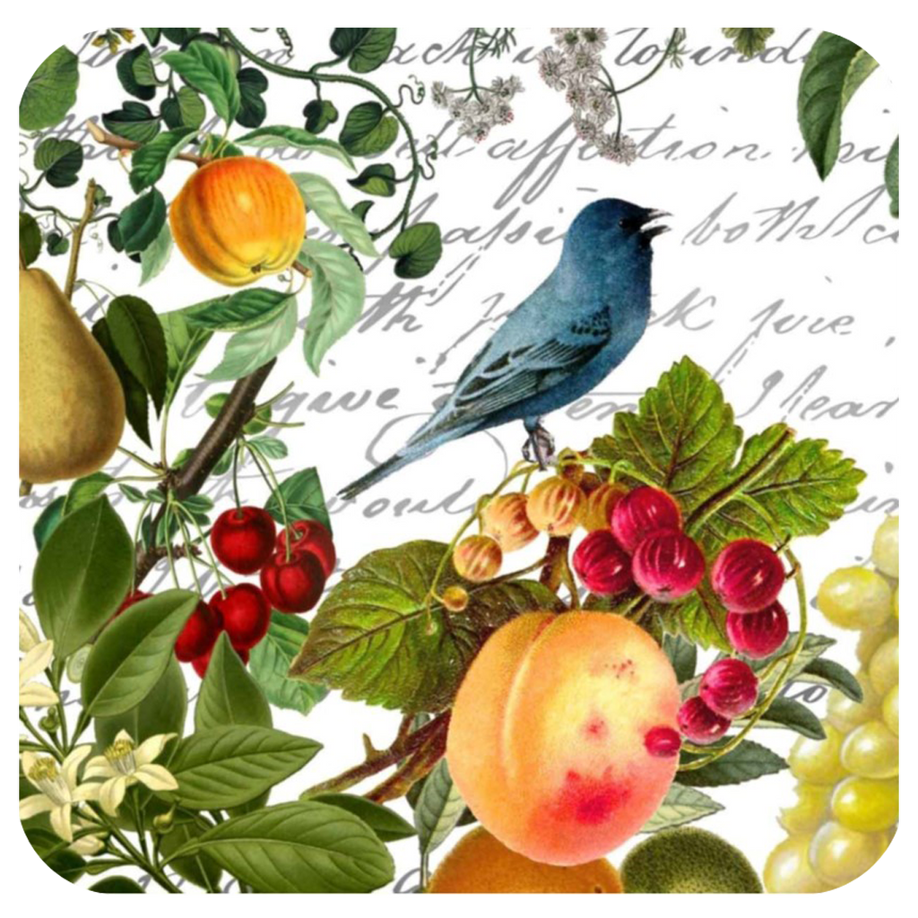 Blue Bird & Fruit Coaster S/6 - Golden Hill Studio