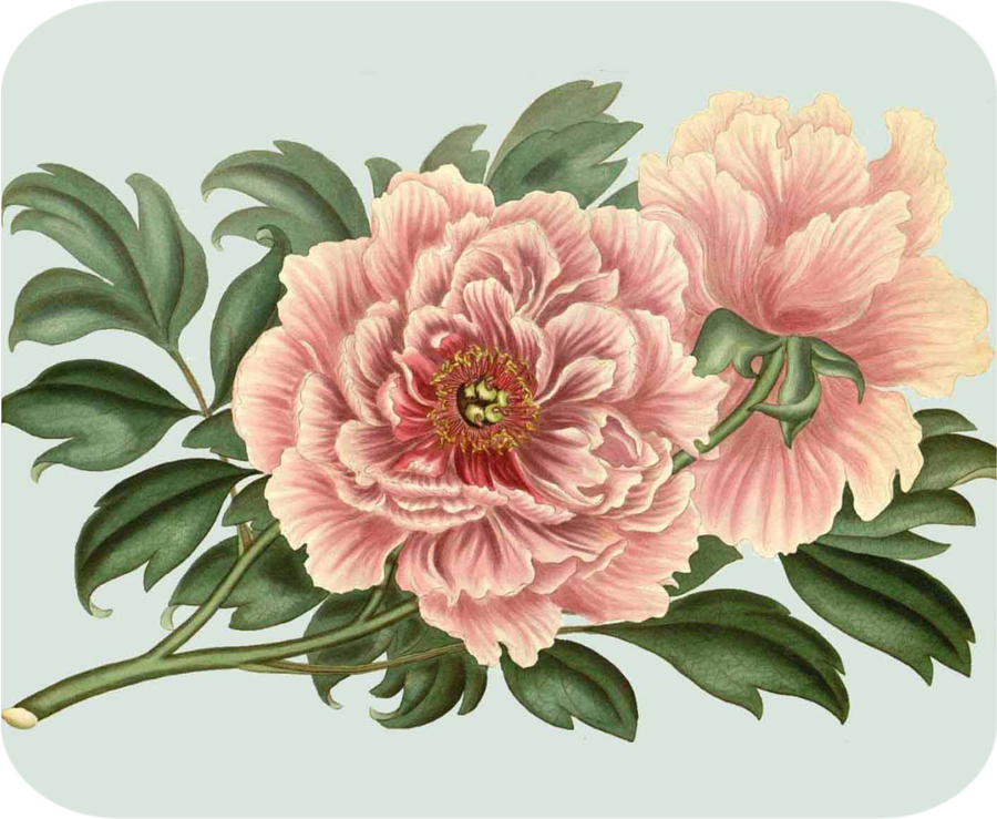 Polynesian Pink Peony Mouse Pad/Hot Plate - Golden Hill Studio