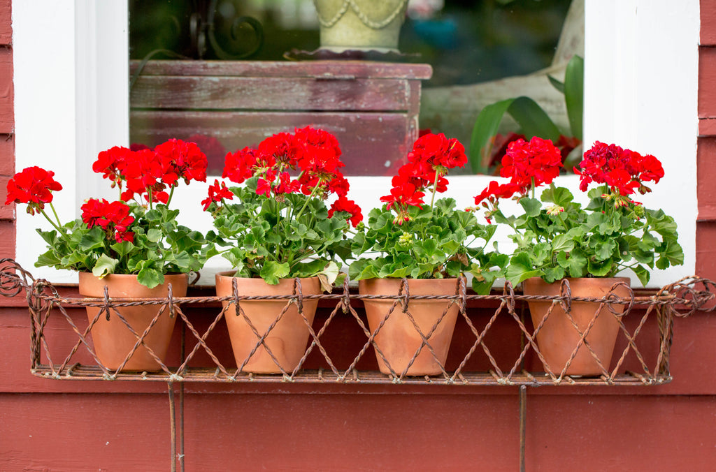 Spring and Summer Flowers