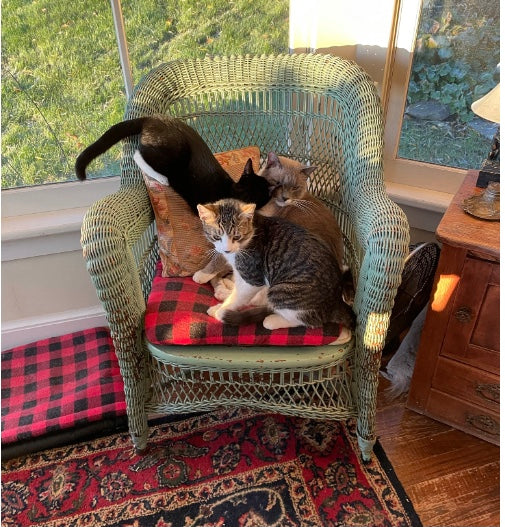 Arlo & Coco: An Update