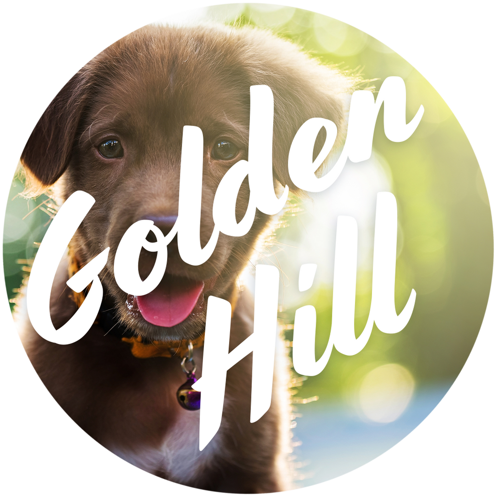 National Adopt a Shelter Dog Month