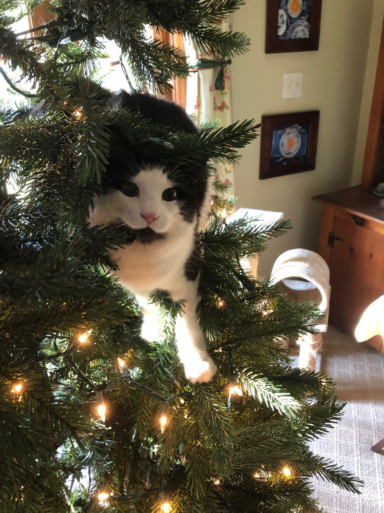 Cat-astrophes at Christmas