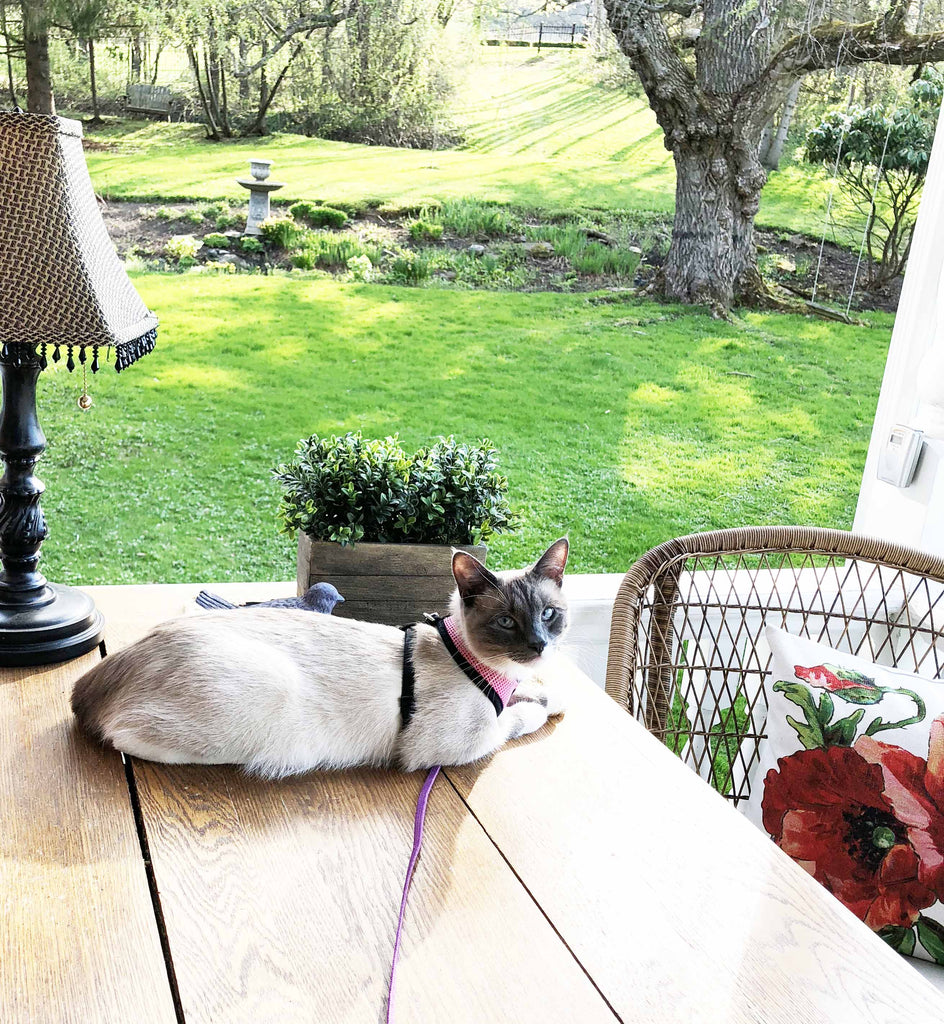 Quirky Cats: An Update on Mr. Bud