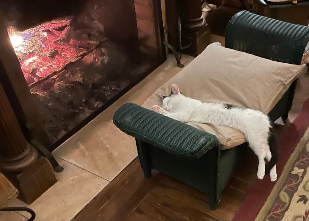 Cats...Part Deux