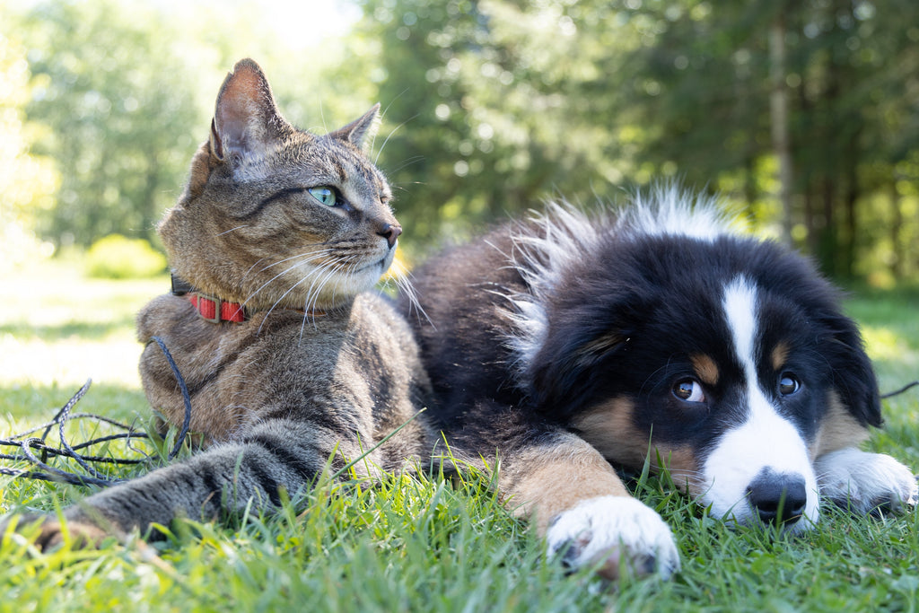 Animal Shelter Appreciation Week