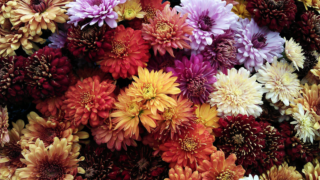 Late Blooming Perennials
