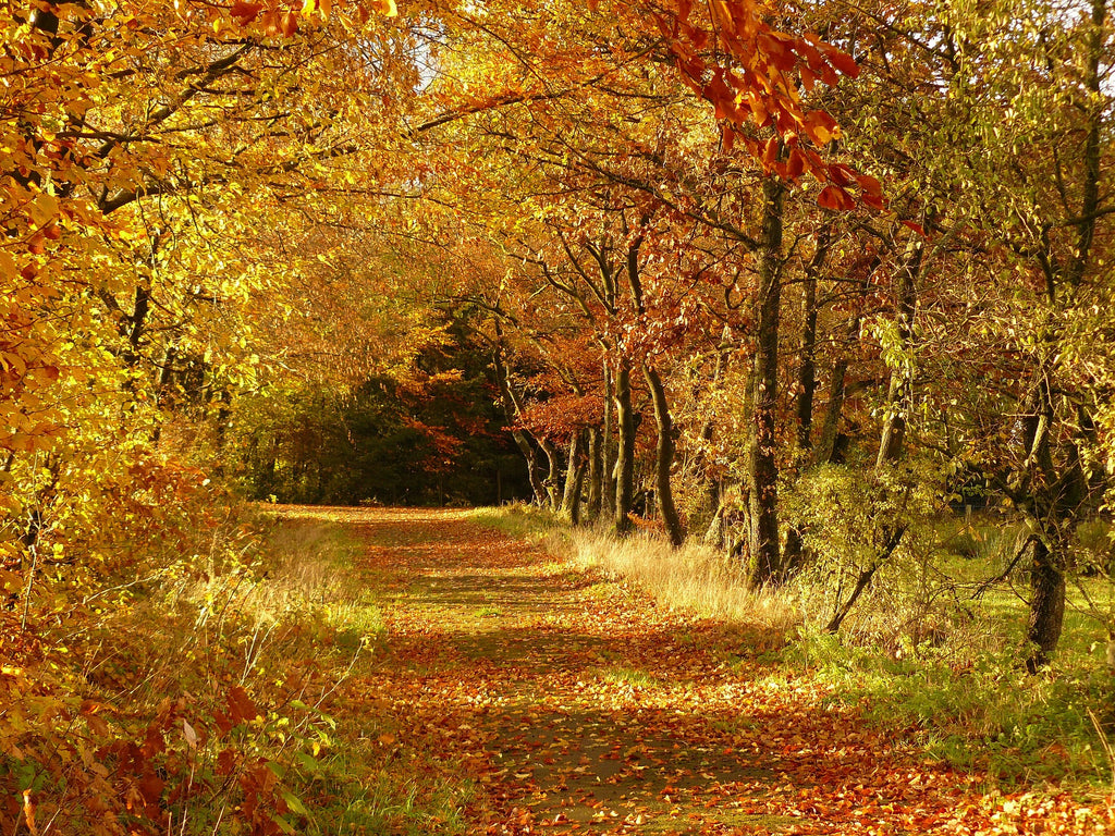 Fun Fall Outdoor Activities
