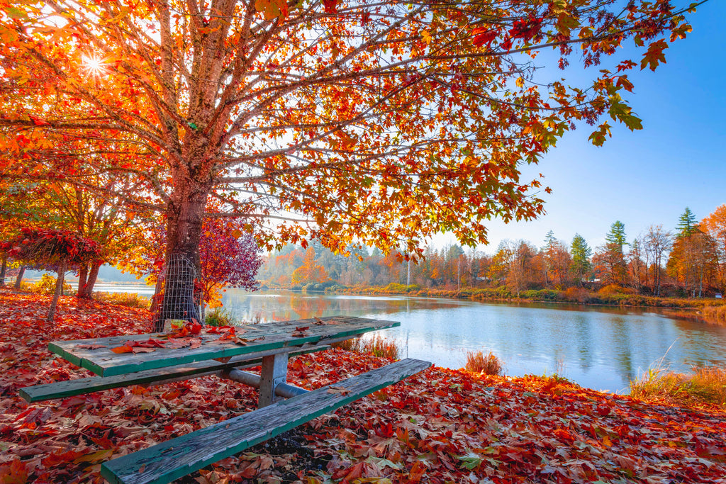 Fall Fun and Festivals