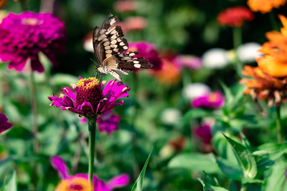 Cut Flower Gardens