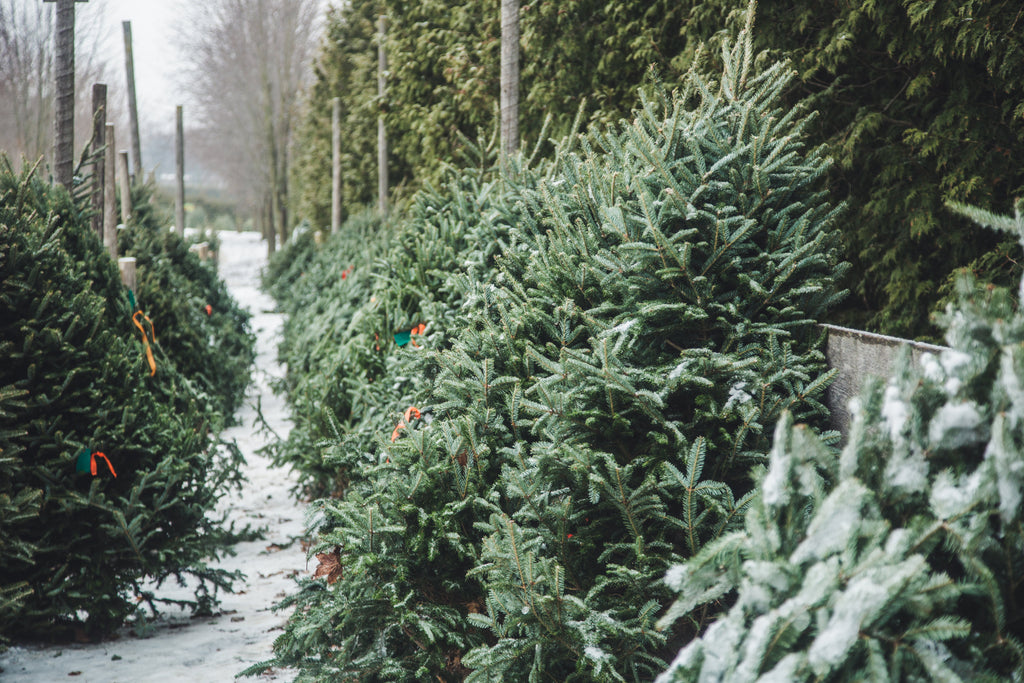 O Christmas Tree...
