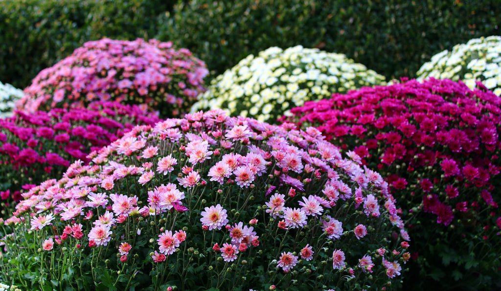 Mums the Word