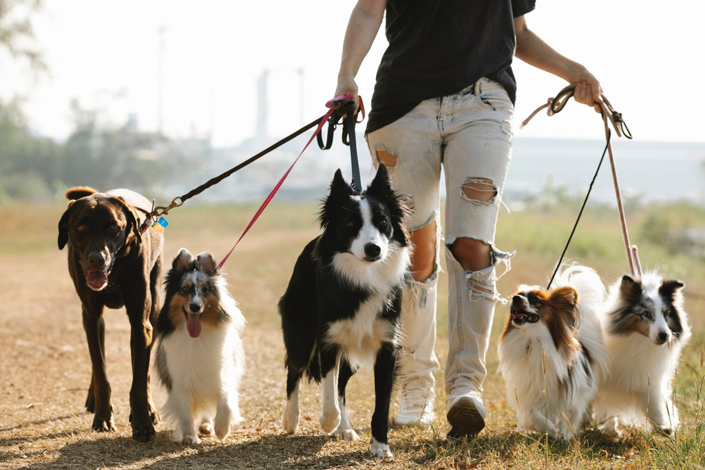 The "Dog Days" of Summer