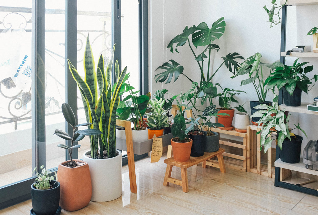 Pet Safe Plants