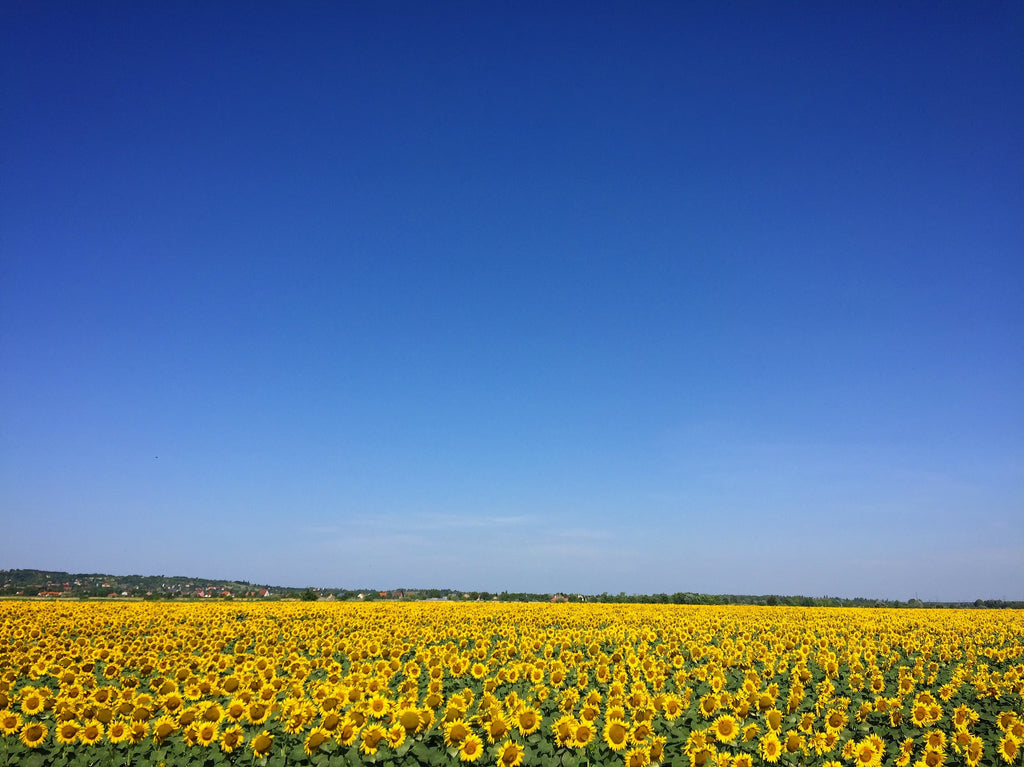 Sunflowers