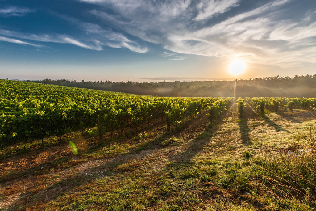 Vineyards & Wineries; It's not just Napa!