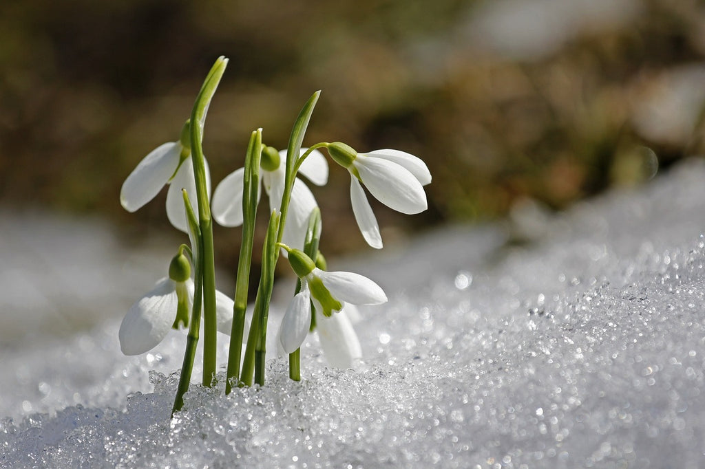 Feel Spring!