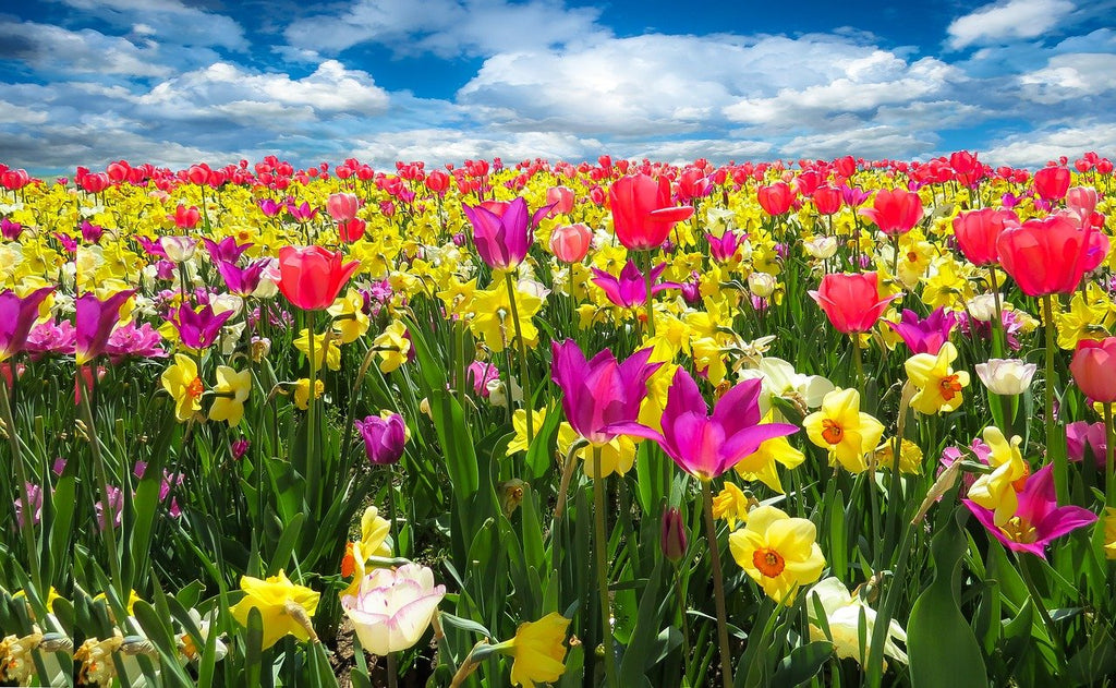 "April Showers Bring May Flowers"