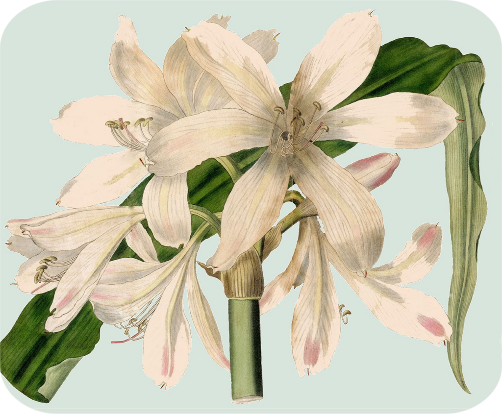 White Amaryllis Hot Pads/Mouse Pads - Golden Hill Studio