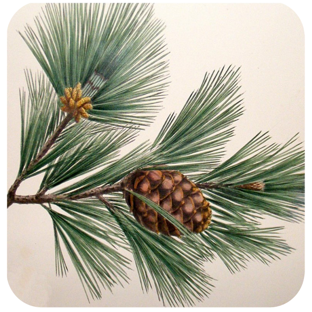 Pine Bough Coaster S/6 - Golden Hill Studio