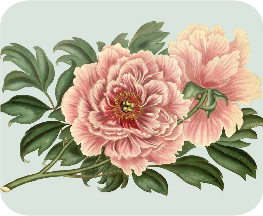 Polynesian Pink Peony Mouse Pad/Hot Plate - Golden Hill Studio